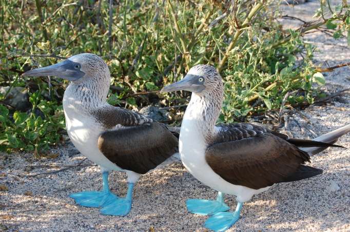 gala tours ecuador